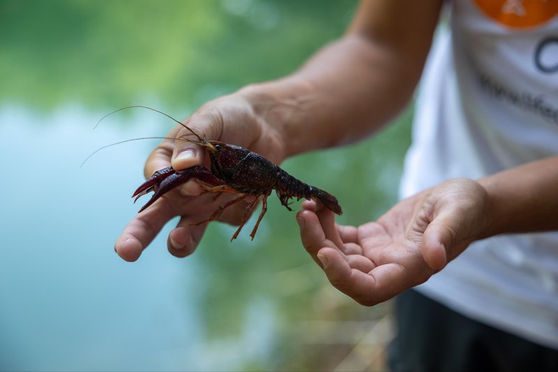 Gambero_rosso_Louisiana_-_Procambarus_Clarkii.width-800